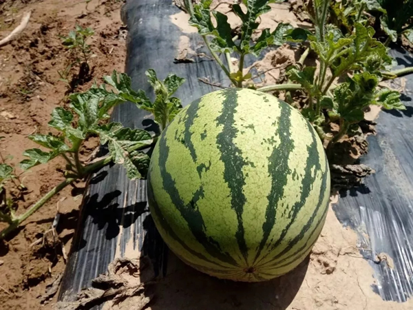 201911071573119108907798.jpg 640.webp (8).jpg